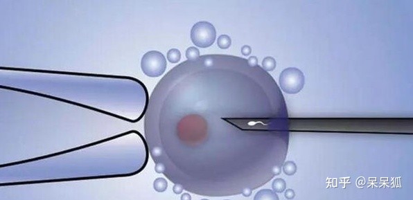 移植冻胚需要注意什么 天津十大生殖医院排名