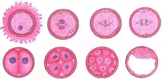 胚胎停育的原因是什么？