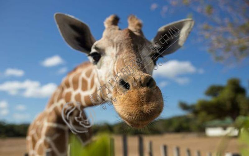 孕妇梦见长颈鹿是预兆，预示着婴儿的性别。