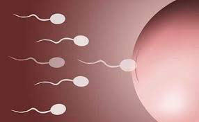 天津龙凤胎二代试管婴儿:多囊卵巢的症状和危害