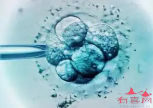 为什么冷冻胚胎移植的第二天是最重要的一天？
